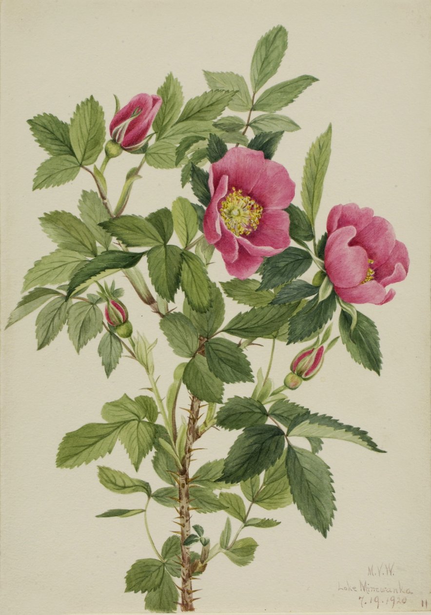 Rosenknop (Rosa bourgeauiana) af Mary Vaux Walcott