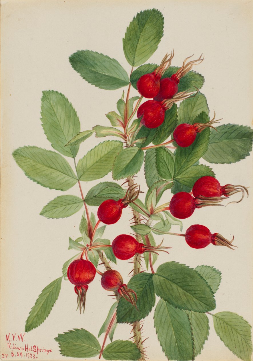 Rosenknop (Rosa bourgeauiana) af Mary Vaux Walcott