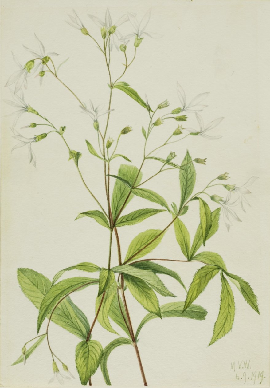 Bowmansrod (Porteranthus trifoliatus) af Mary Vaux Walcott