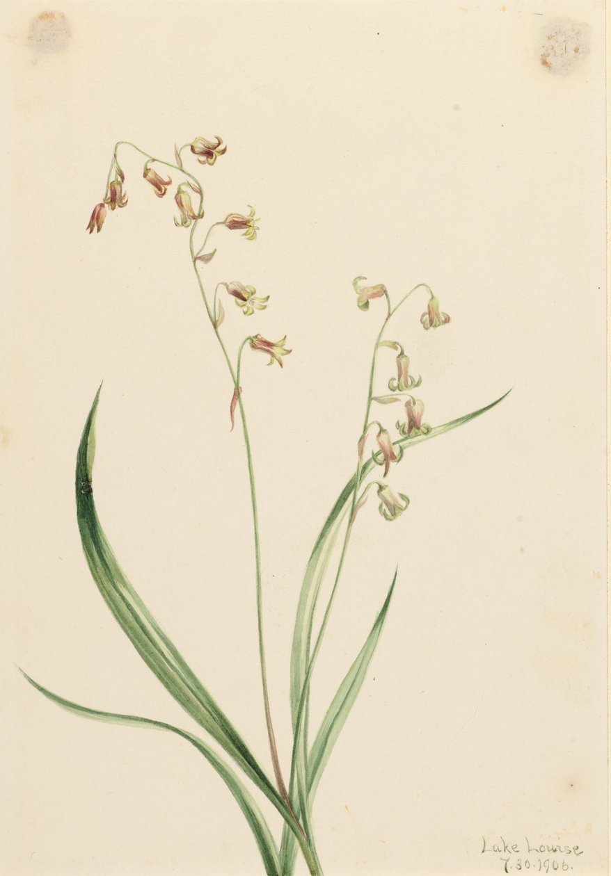 Bronzeklokker (Stenanthium occidentale) af Mary Vaux Walcott