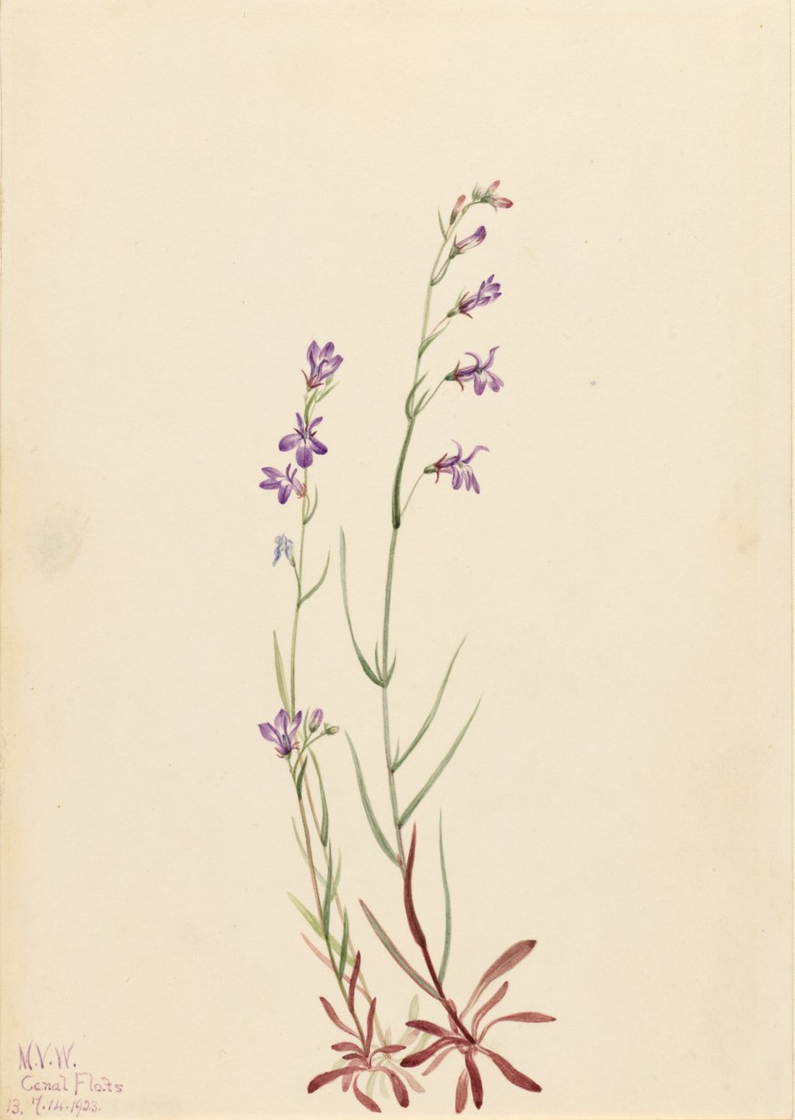 Bæklobelie (Lobelia kalmii) af Mary Vaux Walcott