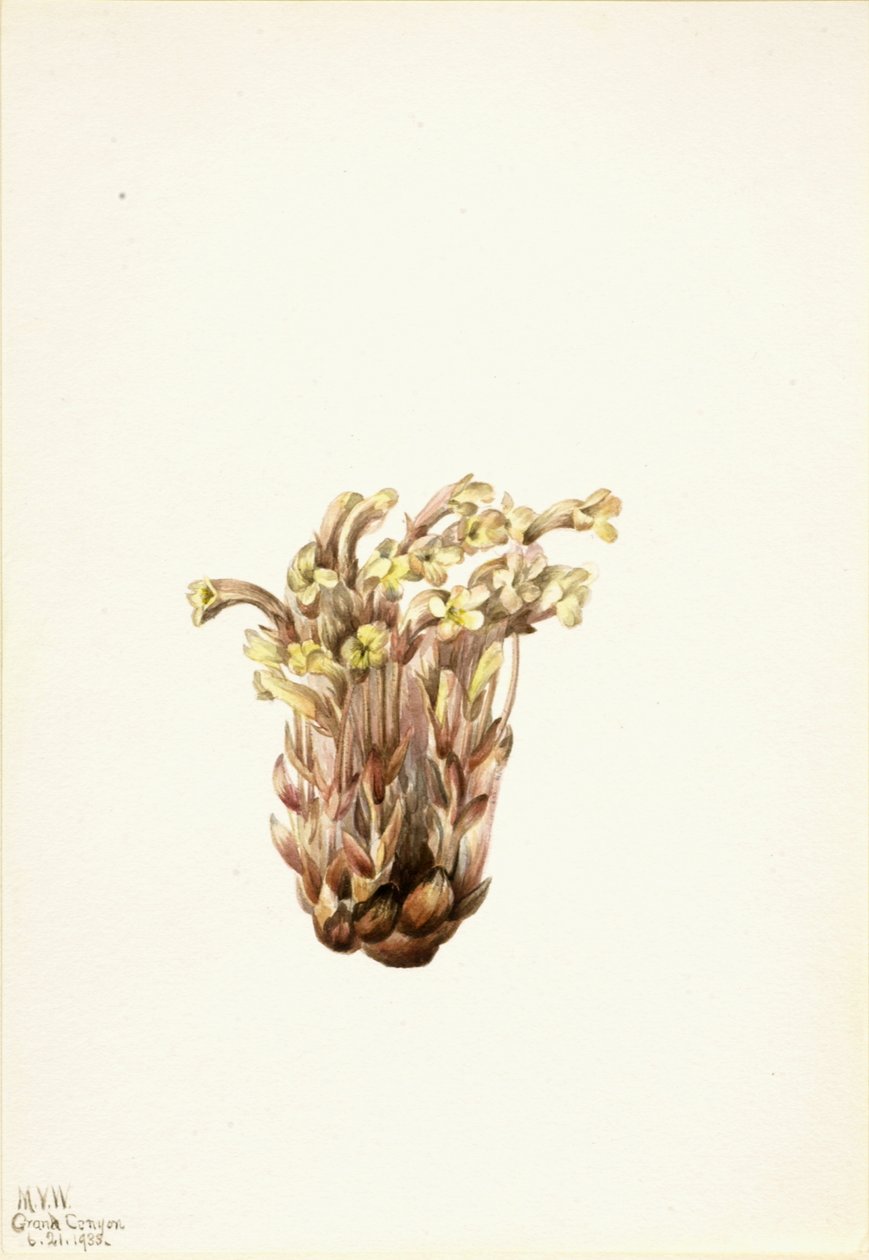 Bomrape Orobanche fasciculata, 1933. af Mary Vaux Walcott