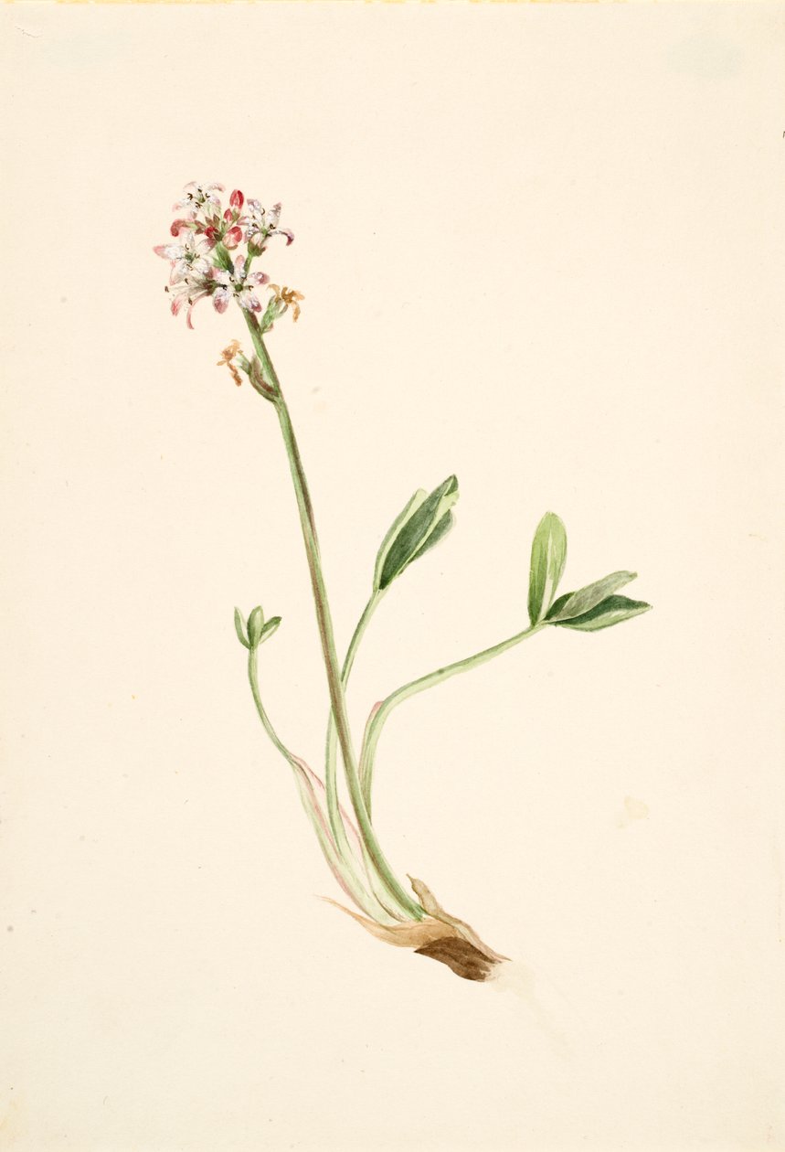 Bukkebønner Menyanthes trifoliata, ca. 1900-1920. af Mary Vaux Walcott