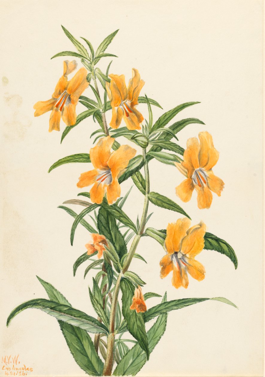 Buff Monkeyflower Diplacus longiflorus, 1926. af Mary Vaux Walcott
