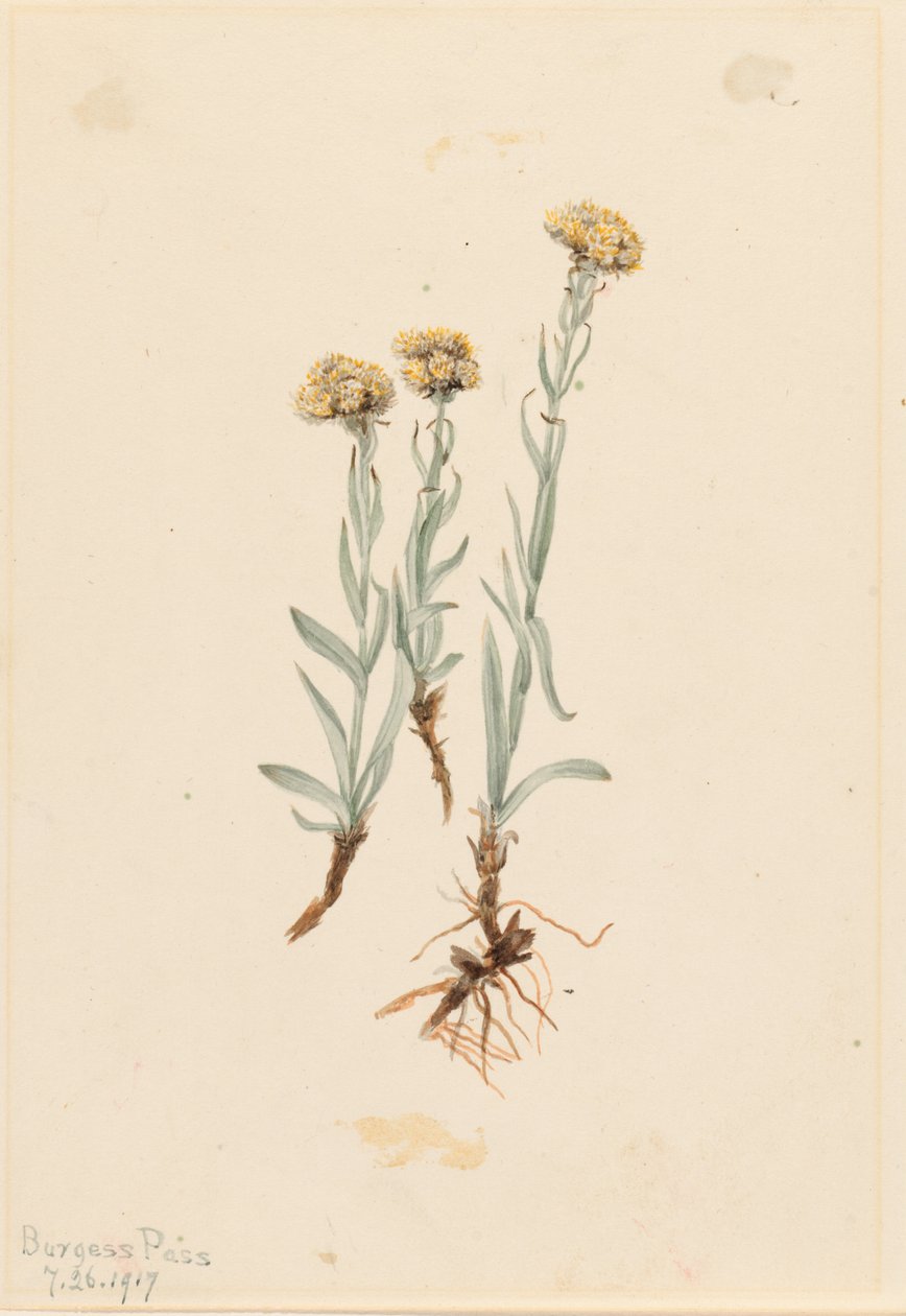 Kæmpenatlys (Antennaria luzuloides) af Mary Vaux Walcott
