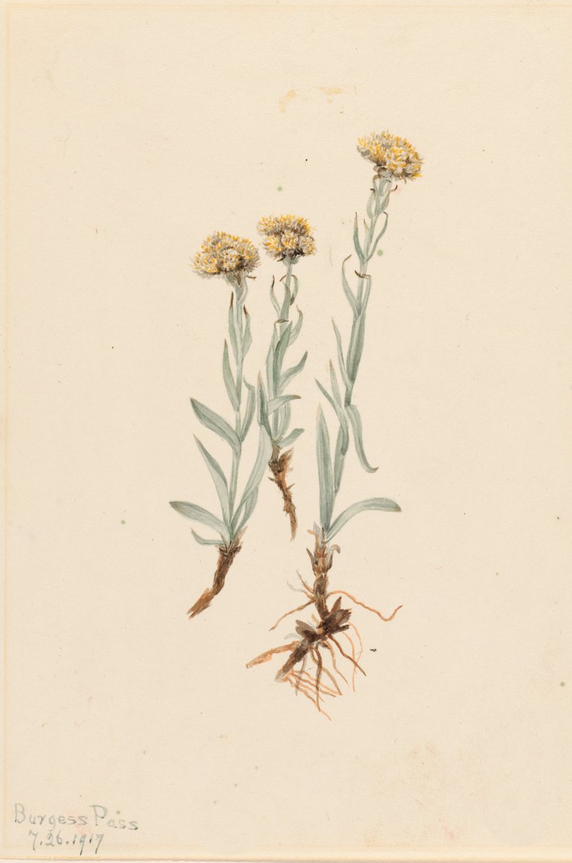Buff Pussytoes Antennaria luzuloides, 1917. af Mary Vaux Walcott