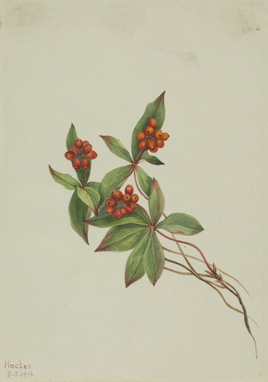 Bunchberry (Cornus canadensis) af Mary Vaux Walcott