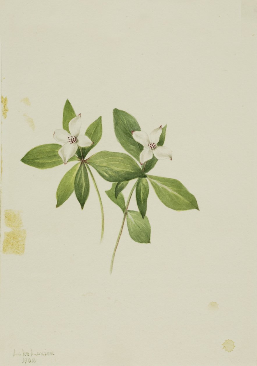 Bunchberry (Cornus canadensis) af Mary Vaux Walcott
