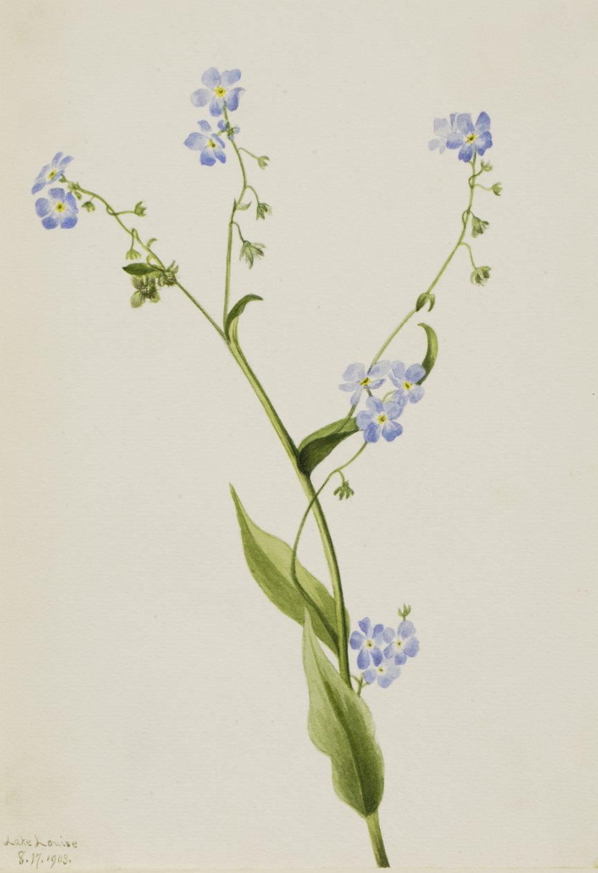Bur-forglem-mig-ej Lappula diffusa, 1903. af Mary Vaux Walcott