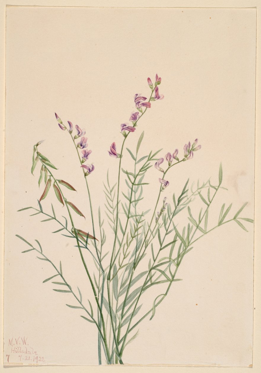 Burgess-mælkebøtte (Astragalus bourgovii) af Mary Vaux Walcott