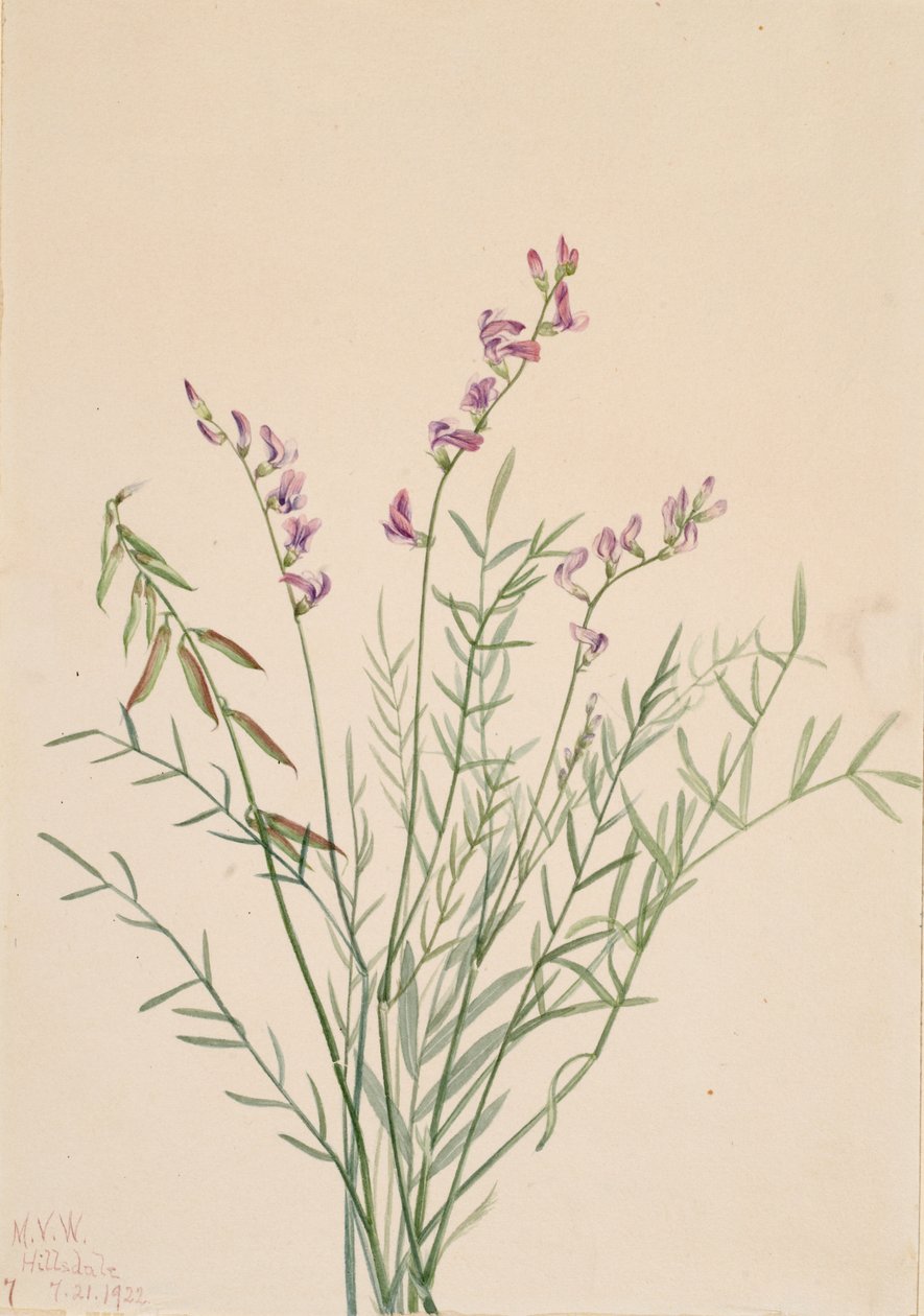 Burgess Milkvetch Astragalus bourgovii, 1922. af Mary Vaux Walcott