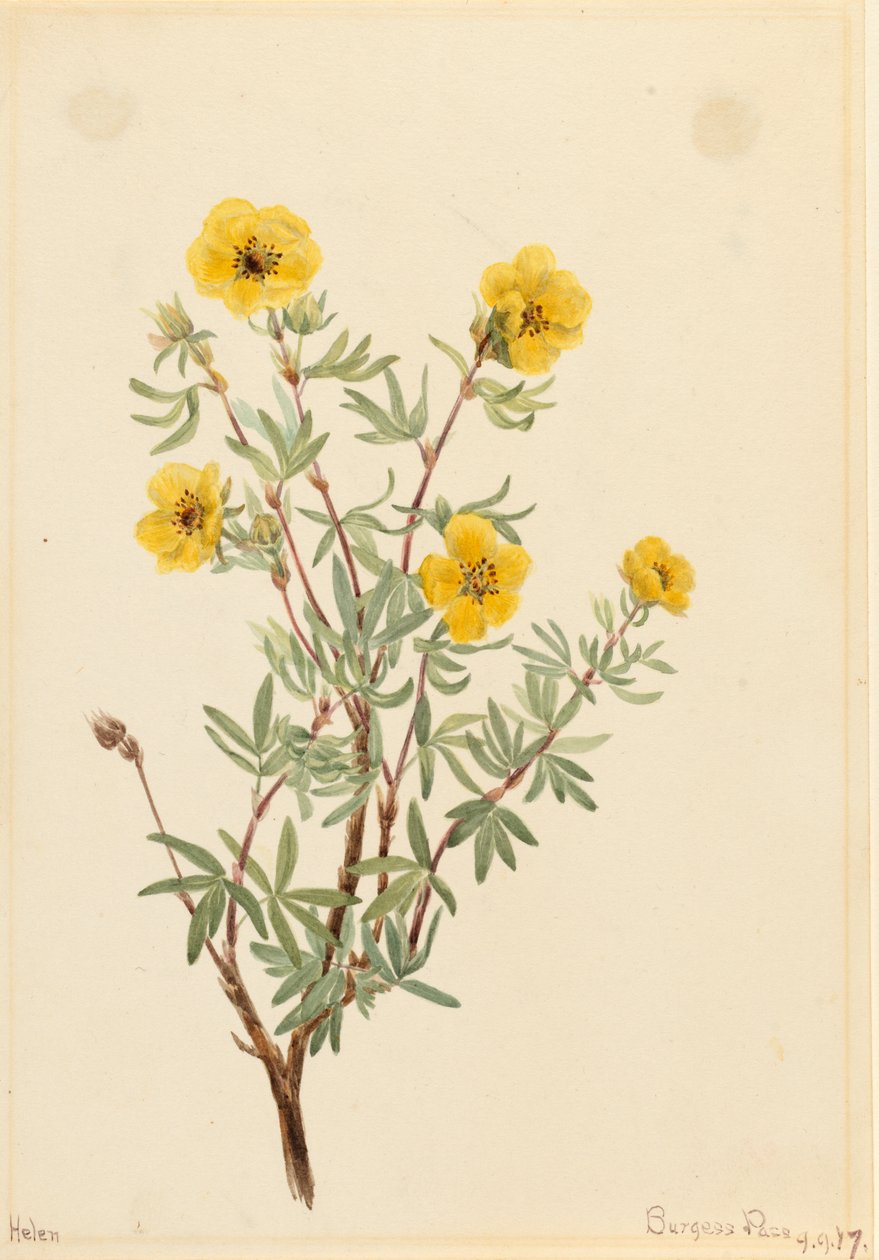 Bush Cinquefoil Potentilla fruticosa, 1917. af Mary Vaux Walcott