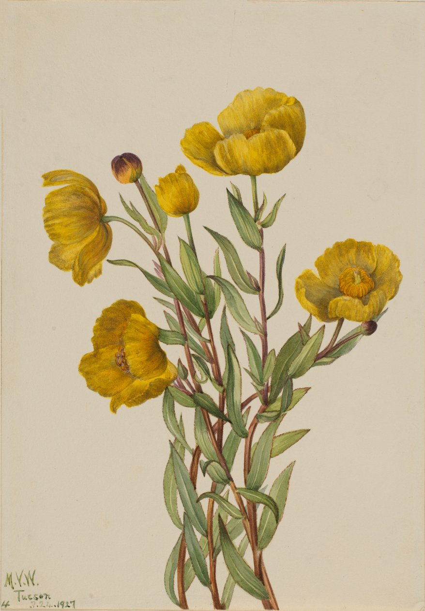 Bushpoppy Dendromecon Rigidum, 1927. af Mary Vaux Walcott