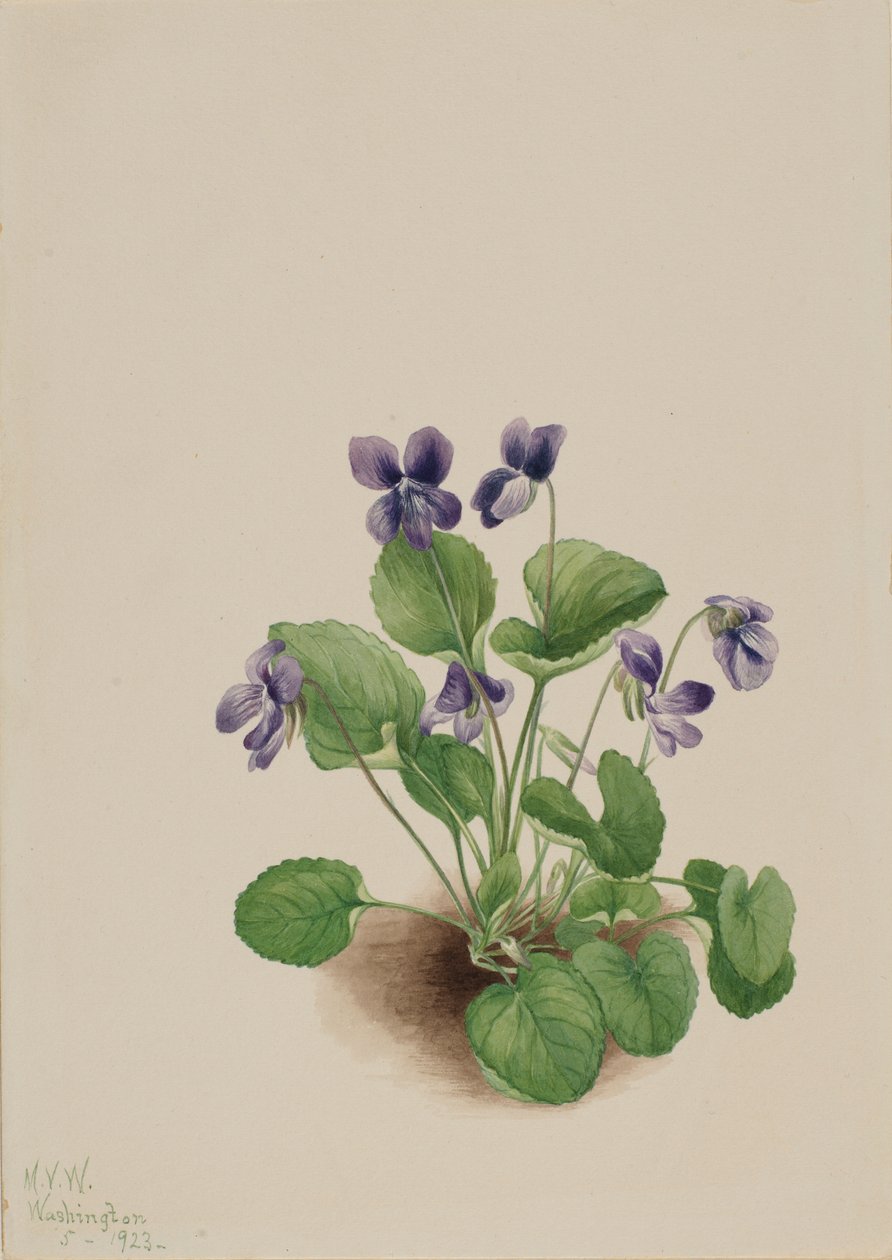 Sommerfugleviol (Viola papilionacea) af Mary Vaux Walcott