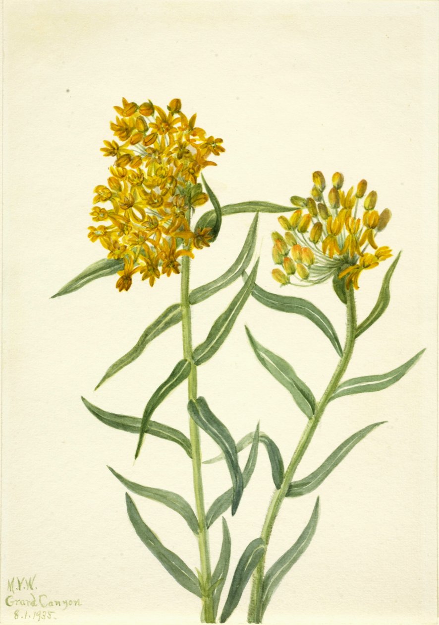 Sommerfuglegræs (Ascelpias tuberosa) af Mary Vaux Walcott