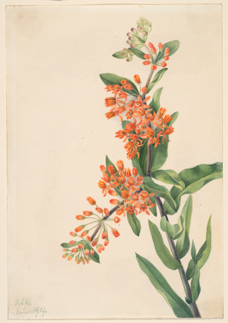 Sommerfuglegræs (Ascelpias tuberosa) af Mary Vaux Walcott