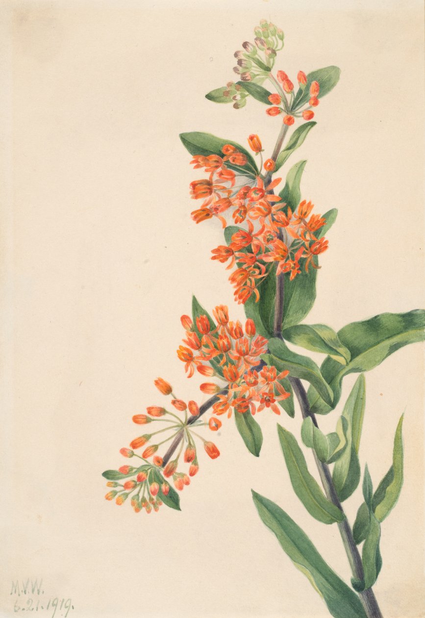Sommerfuglekrudt Asclepias tuberosa, 1919. af Mary Vaux Walcott