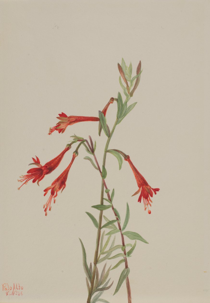 Californien Fuschia Zauschneria californica, 1936. af Mary Vaux Walcott
