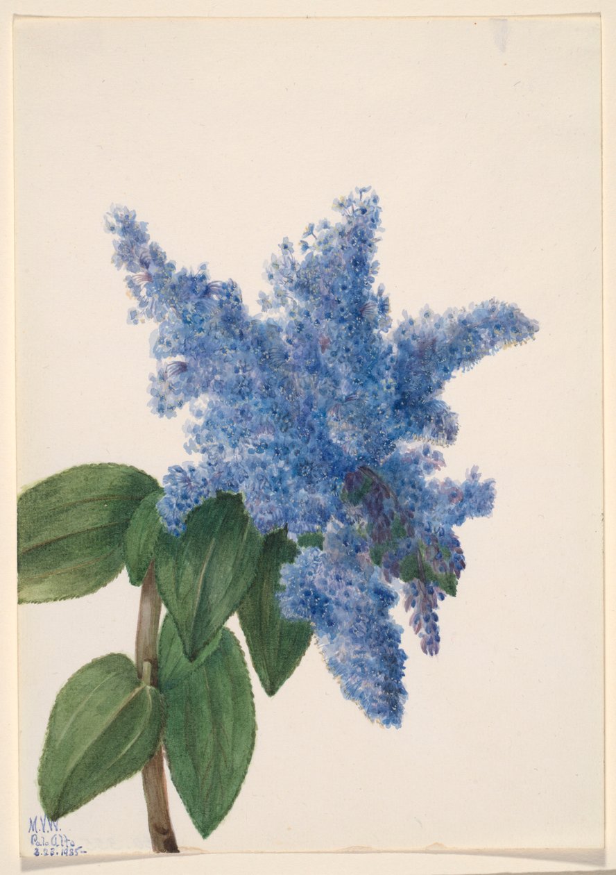 Californisk syren (Ceanothus thyrsiflorus) af Mary Vaux Walcott