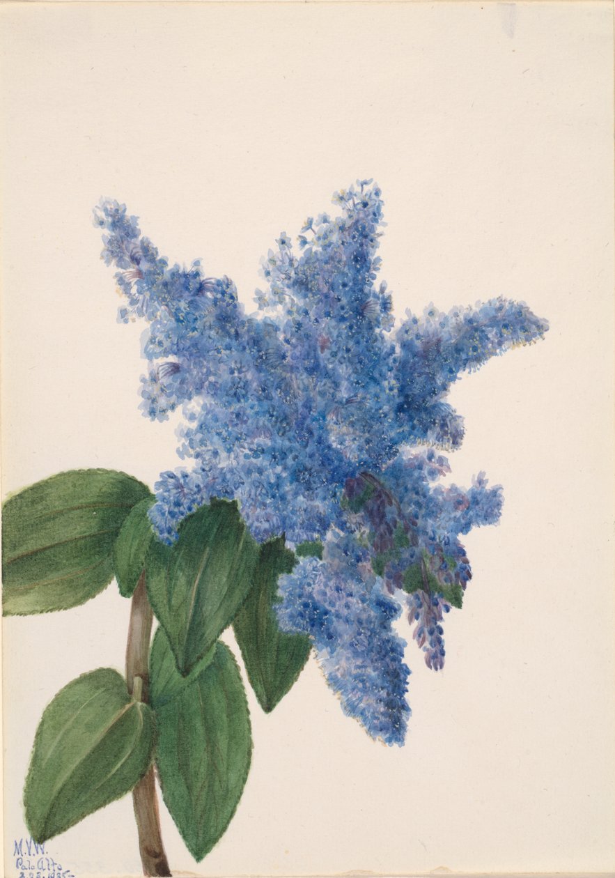 Californisk lilla Ceanothus thyrsiflorus, 1935. af Mary Vaux Walcott