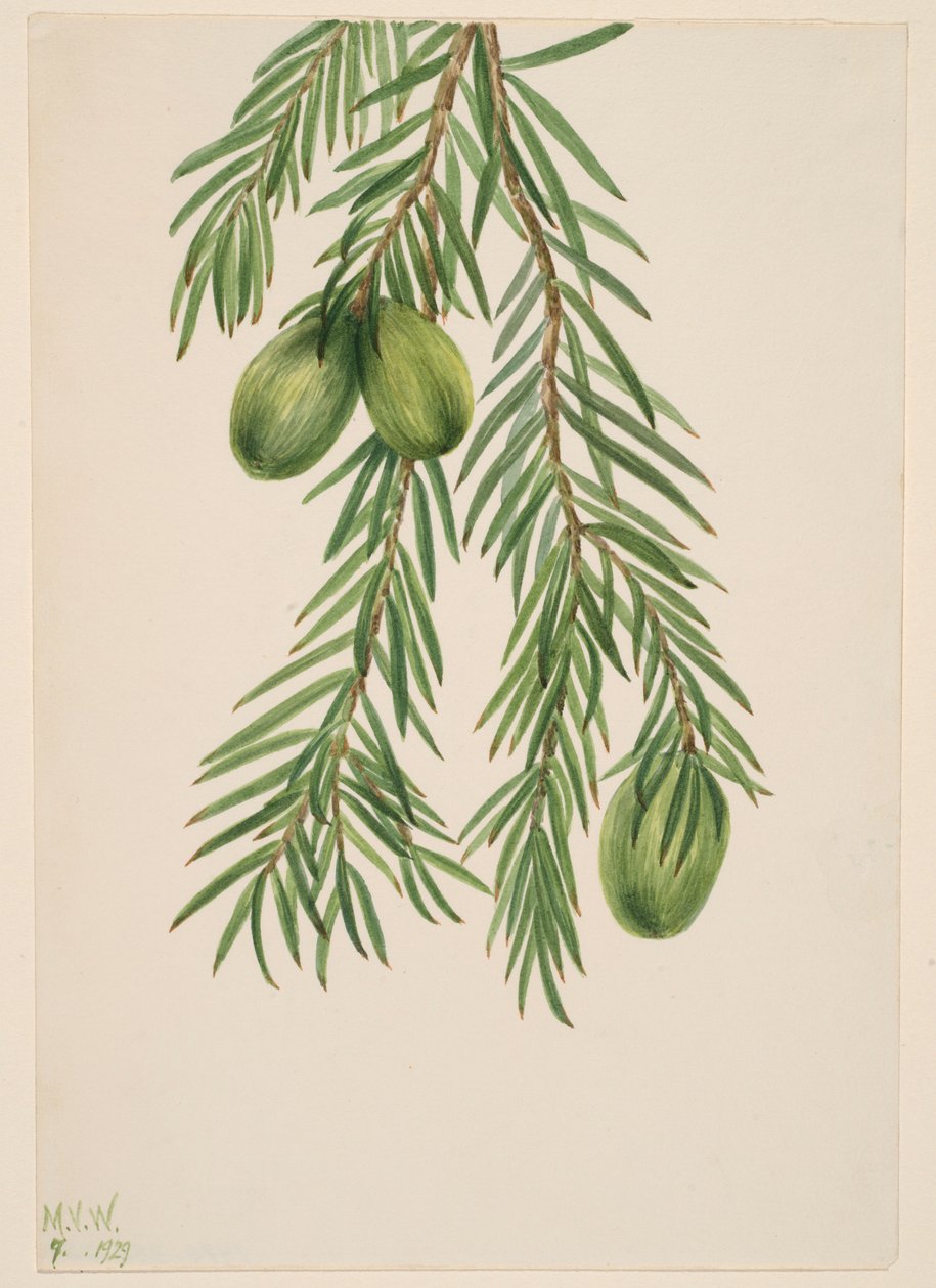 Californisk muskatnød (Tumion californicum) af Mary Vaux Walcott