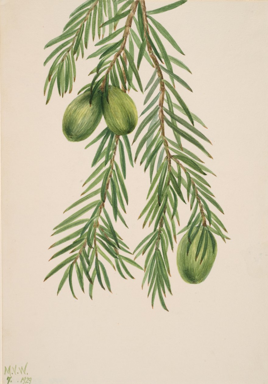 Californien Muskatnød Tumion californicum, 1929. af Mary Vaux Walcott