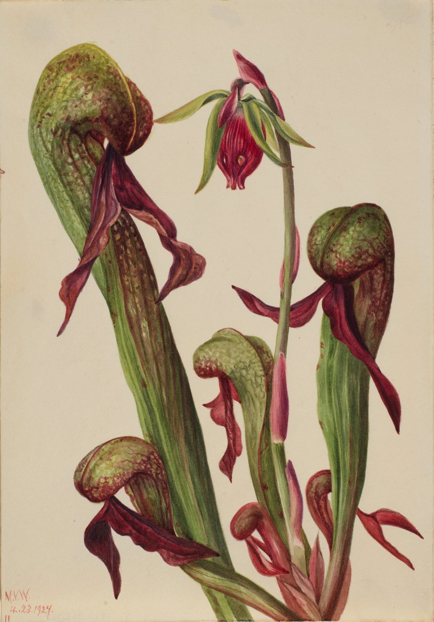 Californisk kandebærerplante (Chrysamphora californica) af Mary Vaux Walcott