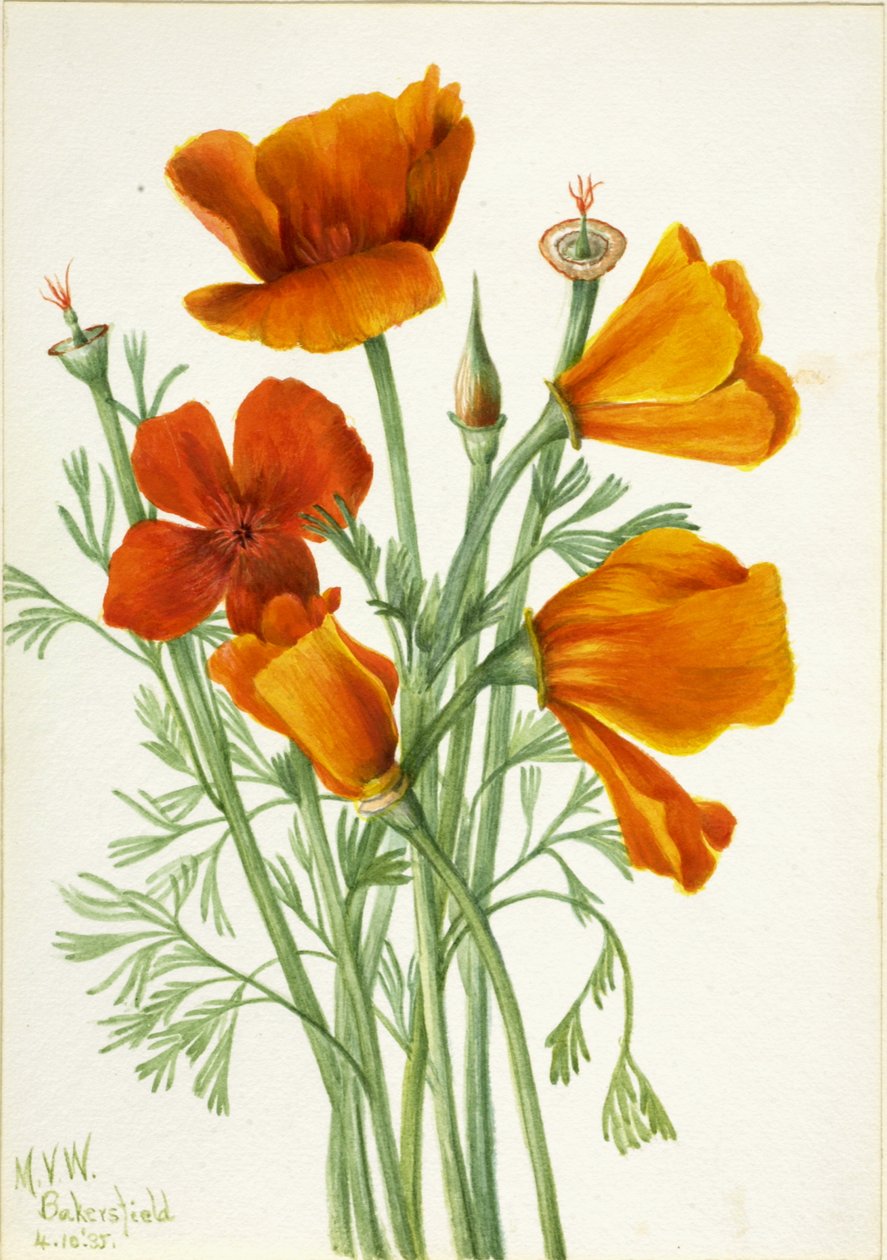 California Poppy Eschscholtzia californica, 1935. af Mary Vaux Walcott