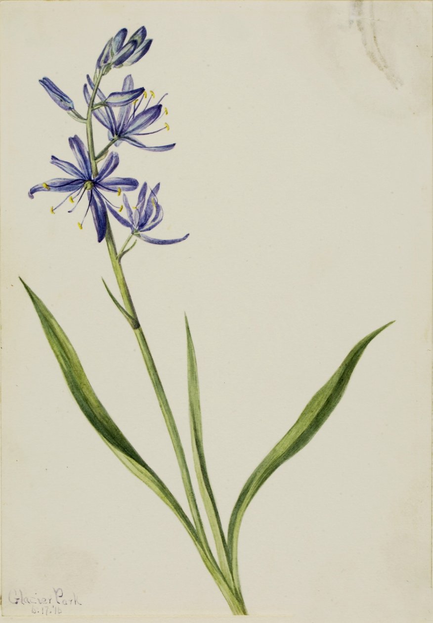 Kamæleon (Quamasia quamash) af Mary Vaux Walcott