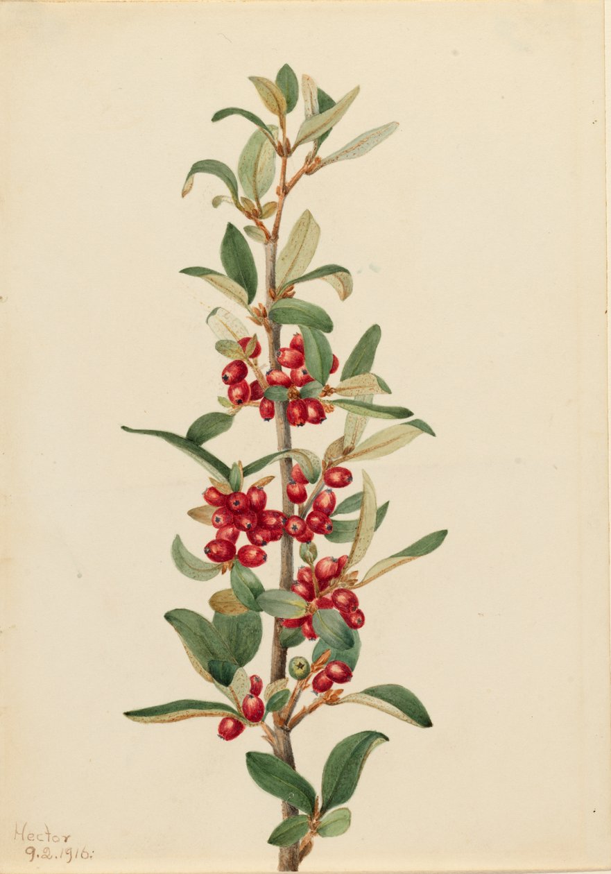 Canada Buffaloberry Lepargyrea canadensis, 1916. af Mary Vaux Walcott