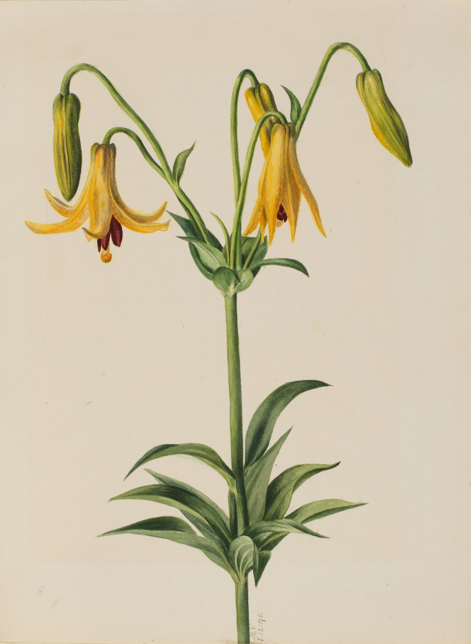 Canada Lily Lilium canadense, 1878. af Mary Vaux Walcott