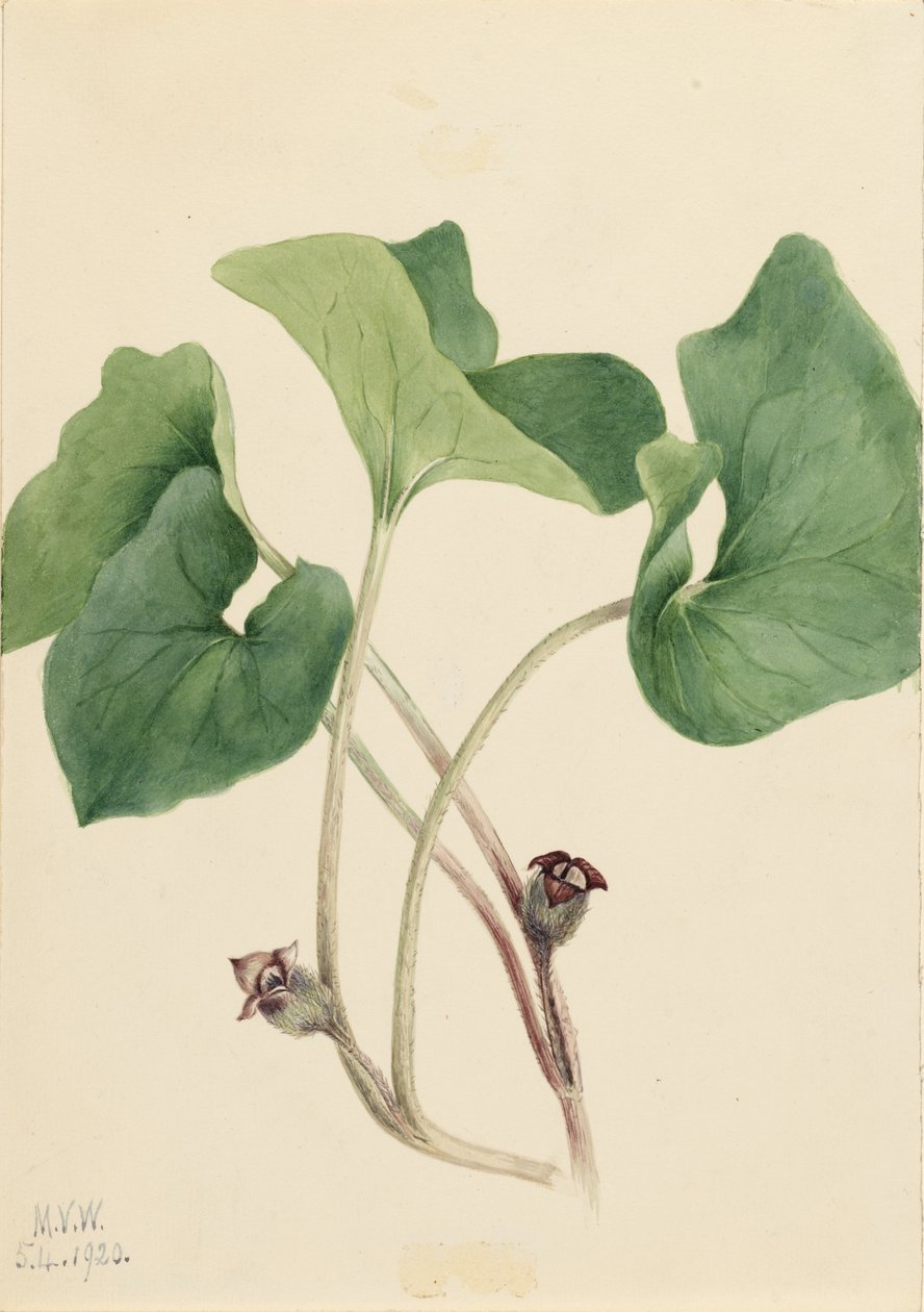 Vild ingefær fra Canada (Asarum canadense) af Mary Vaux Walcott