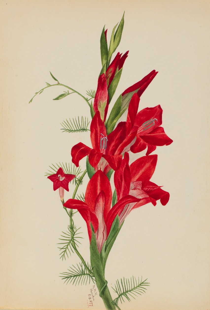 Cannaer og cypresvin (Canna-arter og Ipomoea quamoclit) af Mary Vaux Walcott