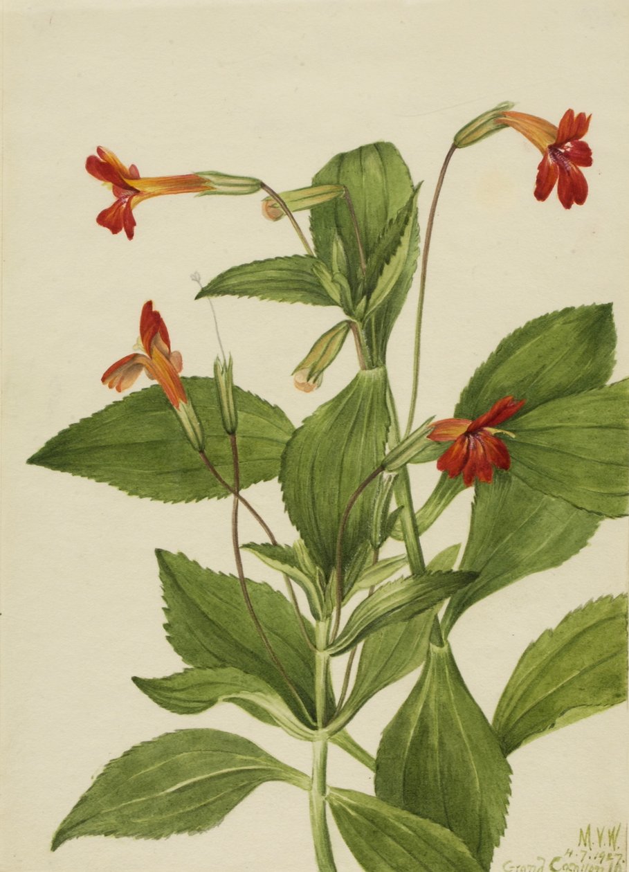 Kardinal abeblomst (Mimulus cardinalis) af Mary Vaux Walcott