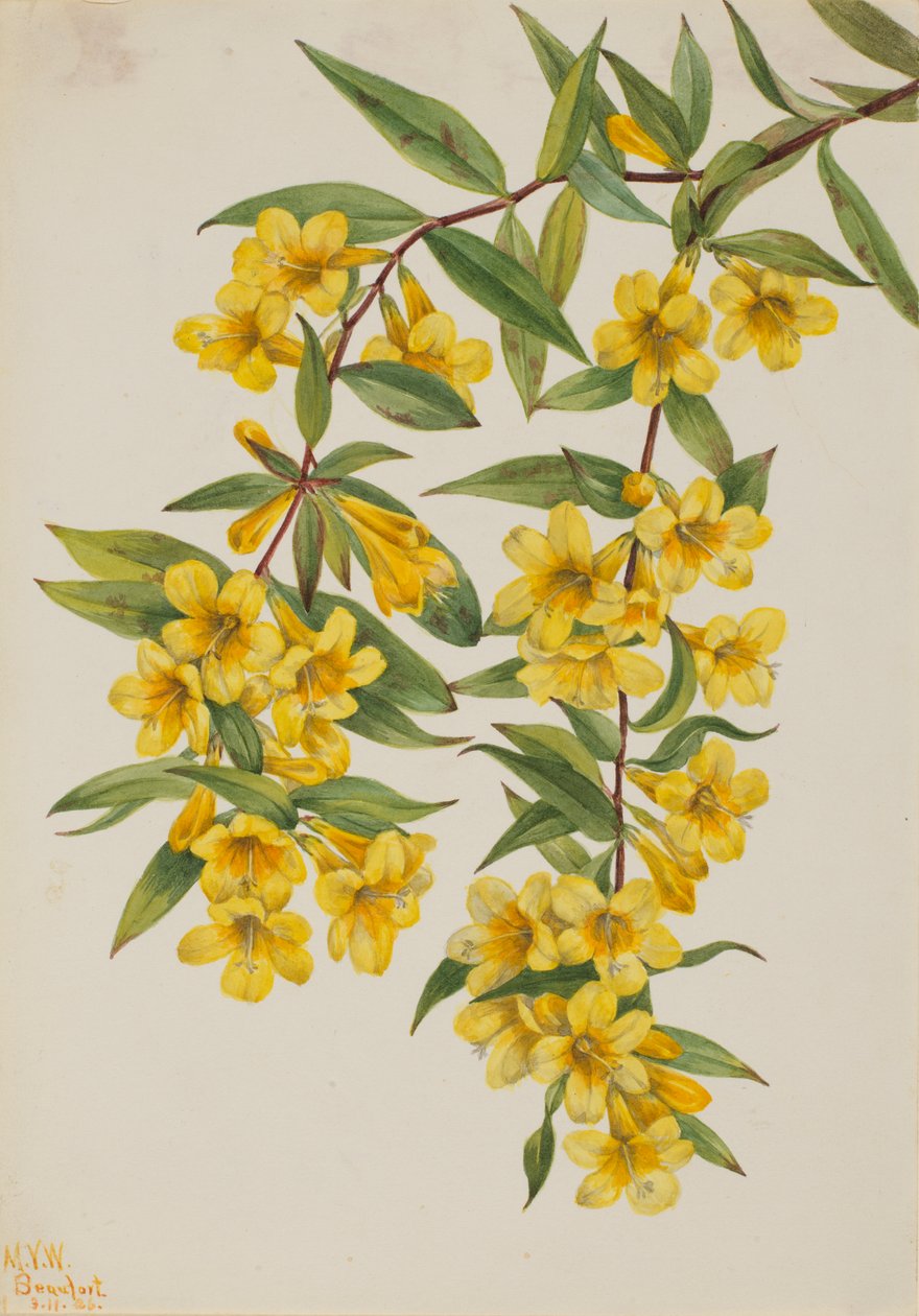Carolina-jessamin (Gelsemium sempervirens) af Mary Vaux Walcott