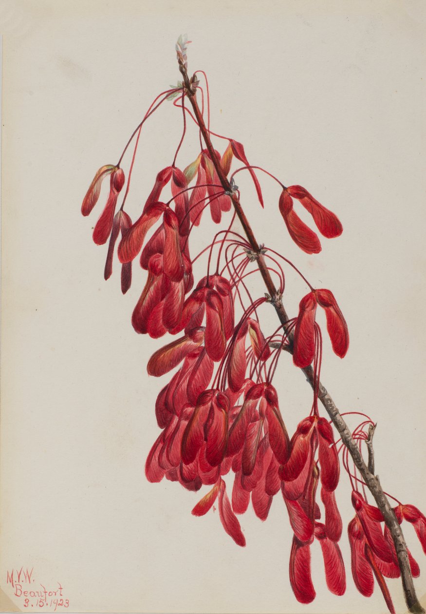 Carolina Maple Acer carolinianum, 1923. af Mary Vaux Walcott