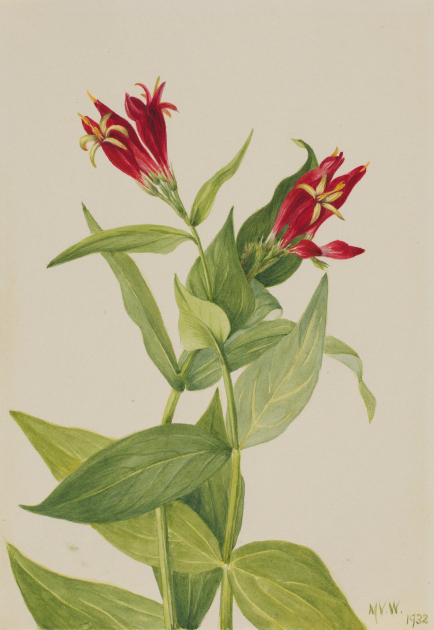 Carolina Pink (Spigelia marylandica) af Mary Vaux Walcott