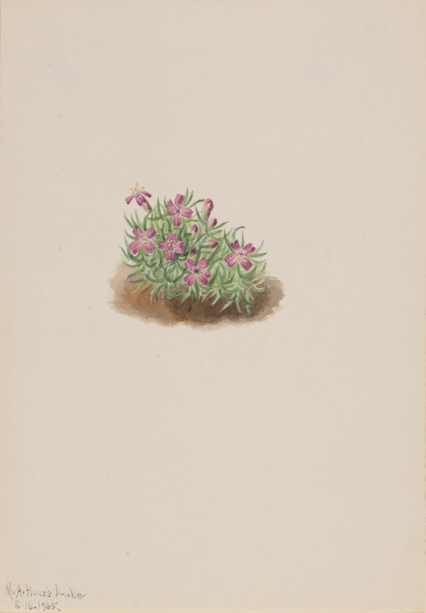 Gulvtæppe Pink Silene acaulis, 1905. af Mary Vaux Walcott