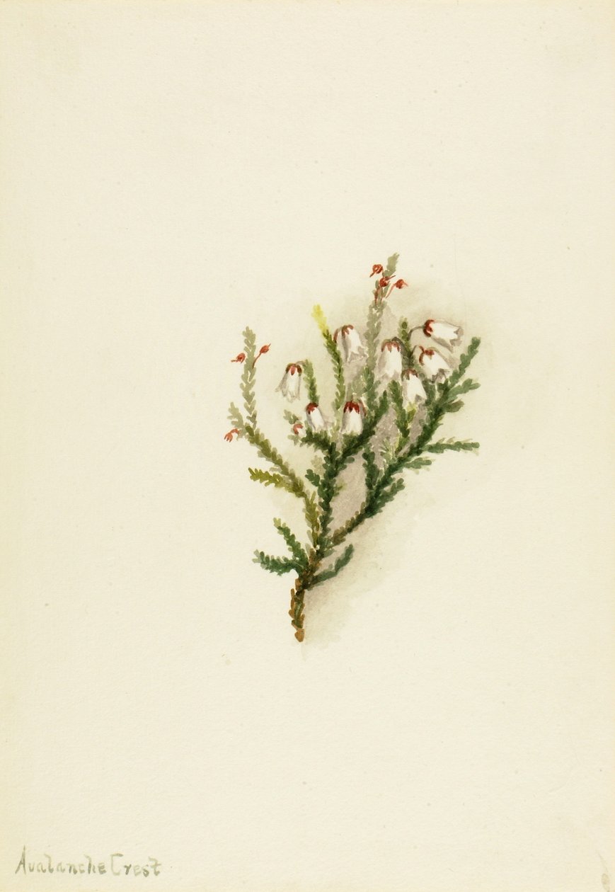 Cassiope (Cassiope mertensiana) af Mary Vaux Walcott