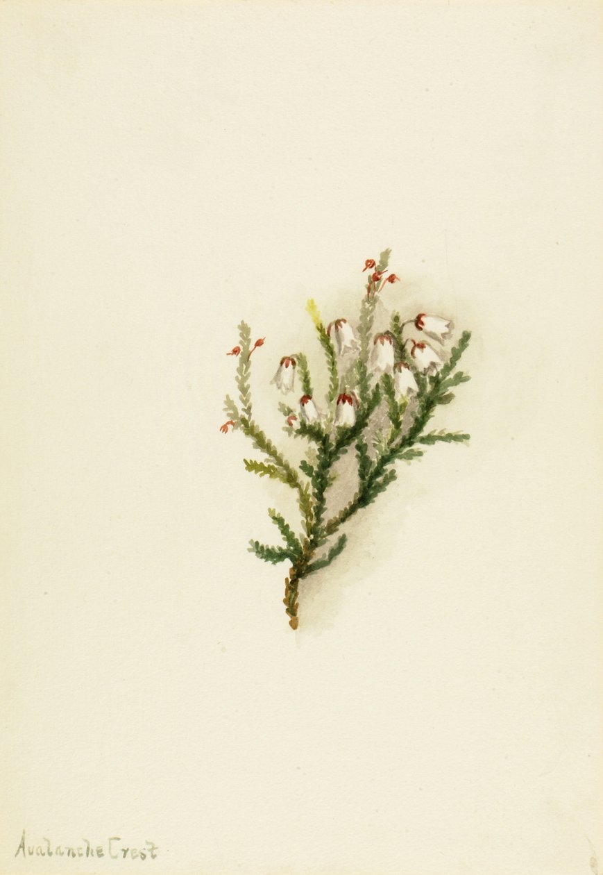 Cassiope Cassiope mertensiana, ca. 1900-1905. af Mary Vaux Walcott