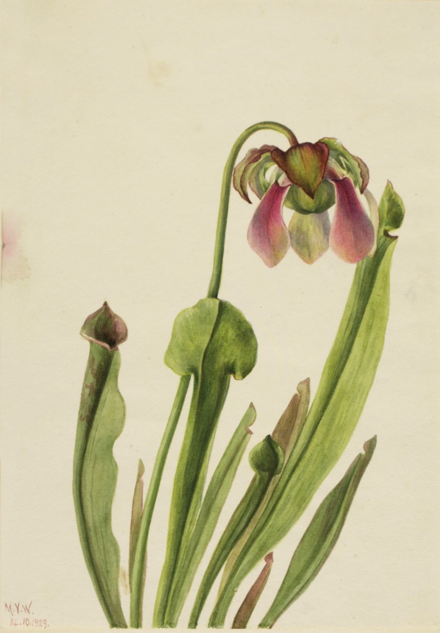 Catesby kandebærerplante (Sarracenia catesaei) af Mary Vaux Walcott