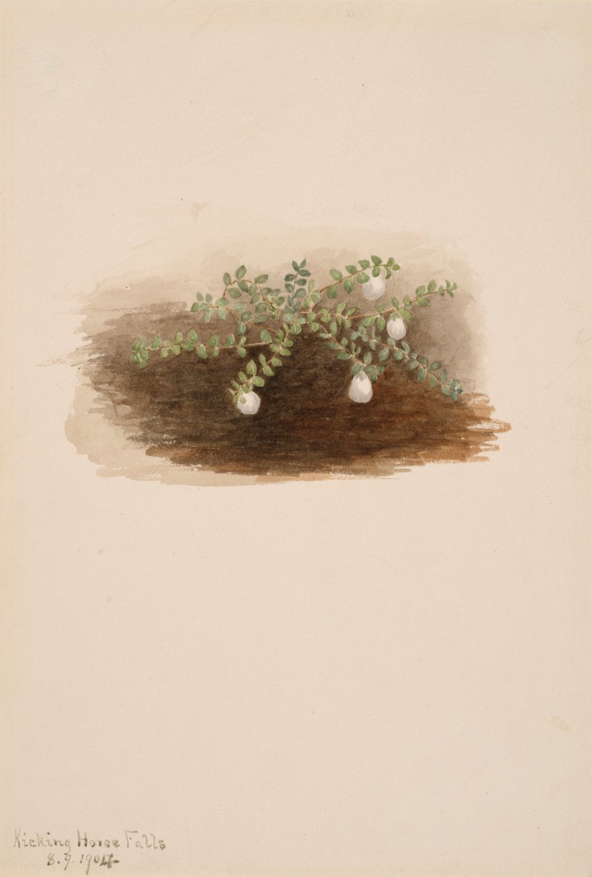 Chiogenes hispidula, 1904. af Mary Vaux Walcott