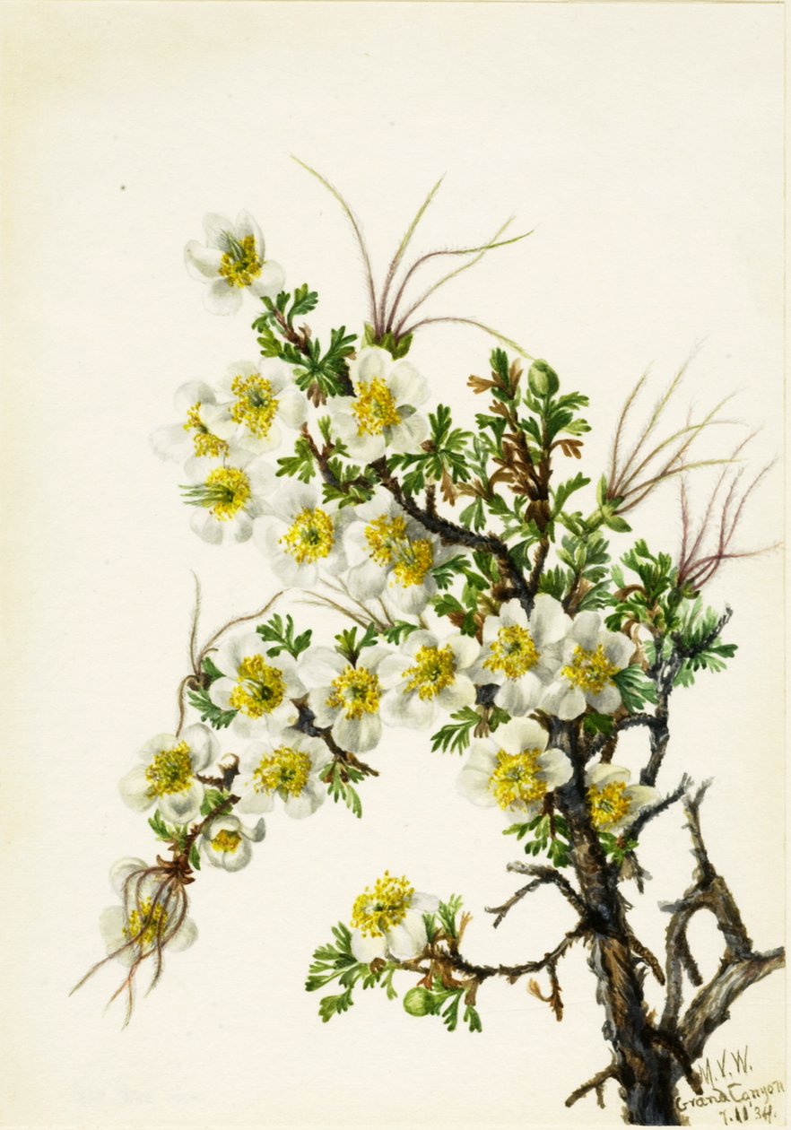 Cliffrose Cowania stansburiana, 1934. af Mary Vaux Walcott