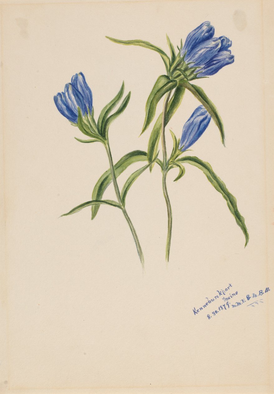 Lukket ensian (Gentiana andrewskii) af Mary Vaux Walcott