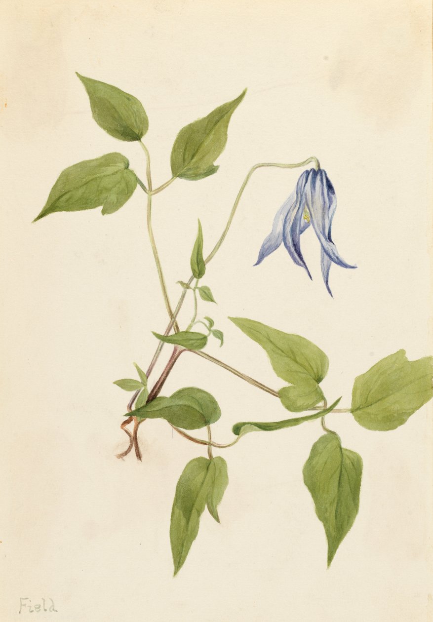 Columbia Clematis Clematis columbiana, ca. 1900-1925. af Mary Vaux Walcott