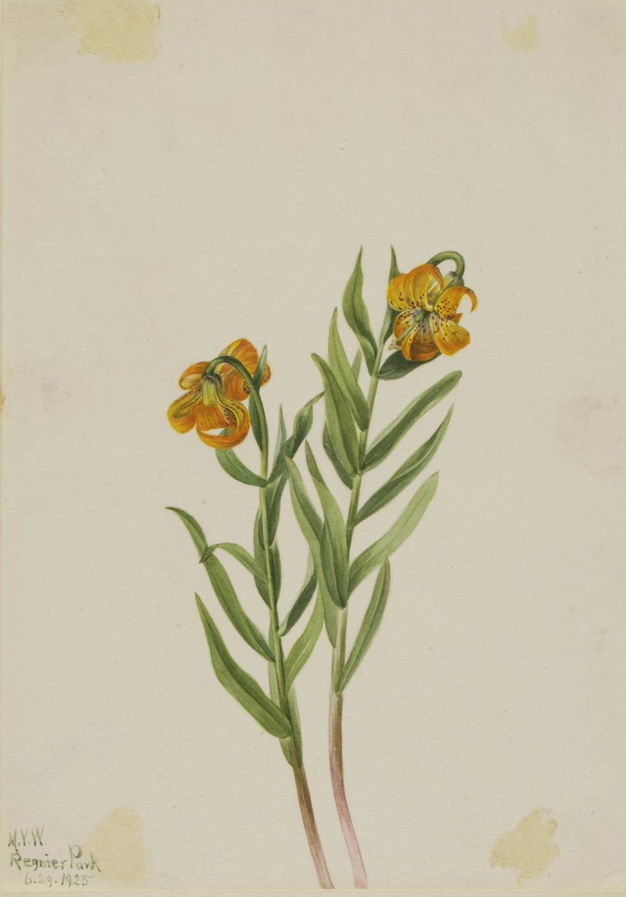 Columbia-lilje (Lilium columbianum) af Mary Vaux Walcott
