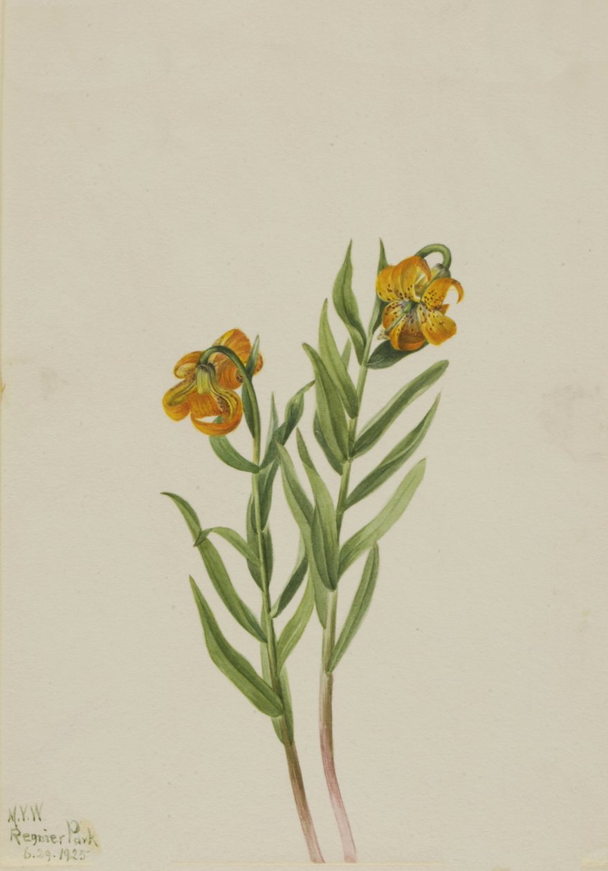 Columbia Lily Columbia Lily, 1925. af Mary Vaux Walcott
