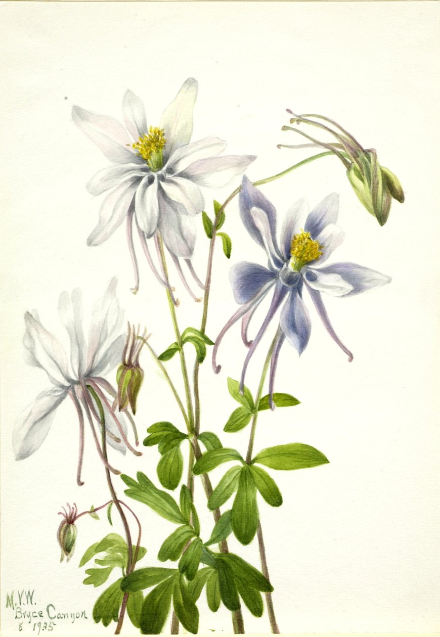 Akeleje (Aquilegia ecalcarata) af Mary Vaux Walcott