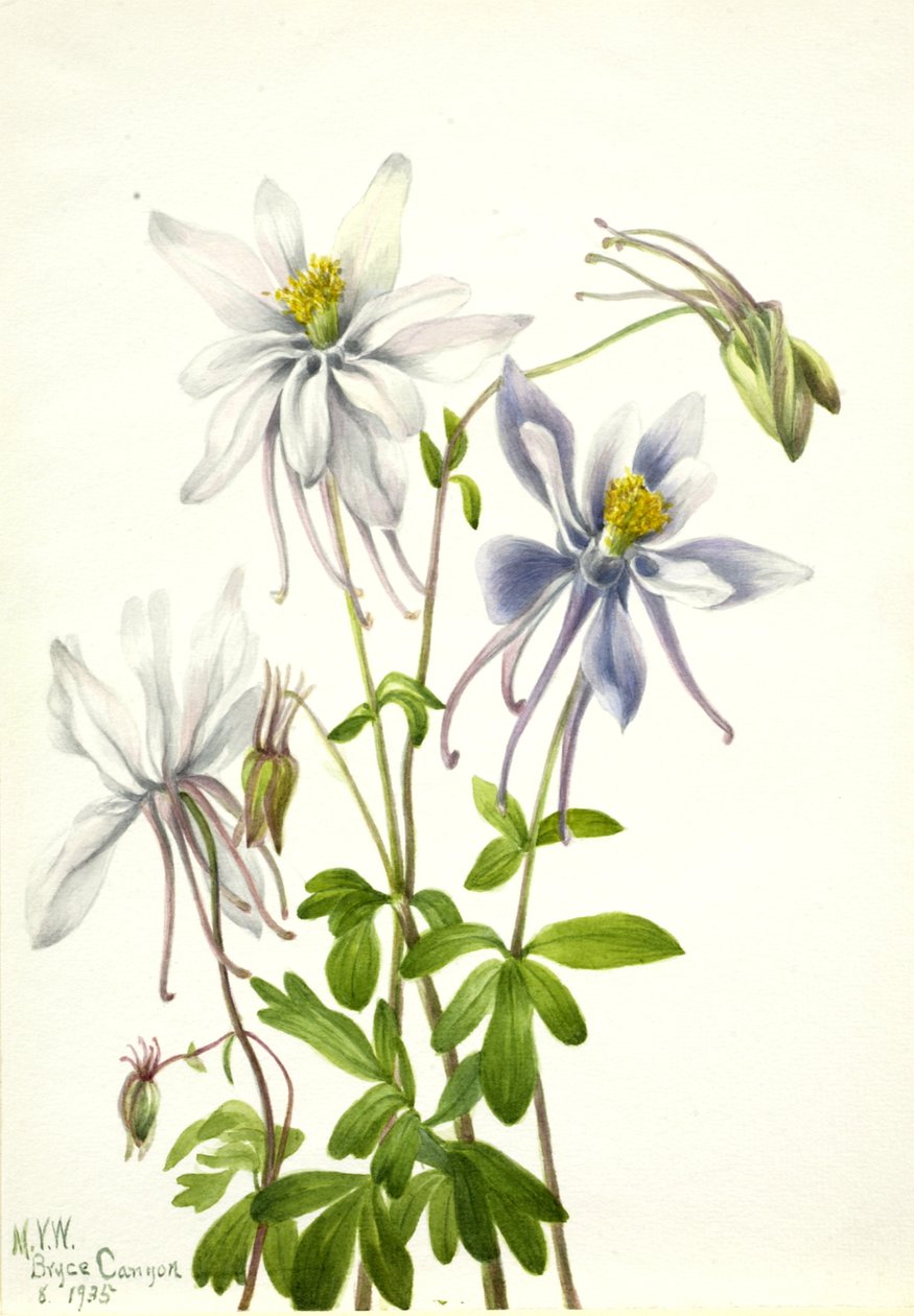 Columbine Aquilegia ecalcarata, 1935. af Mary Vaux Walcott