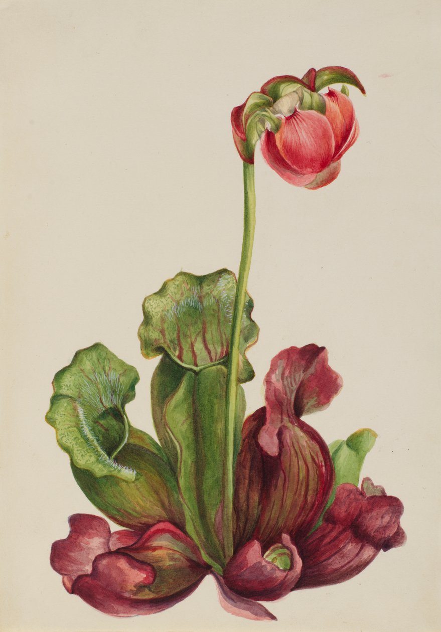 Almindelig kandeplante Sarracenia purpurea venosa, 1931. af Mary Vaux Walcott